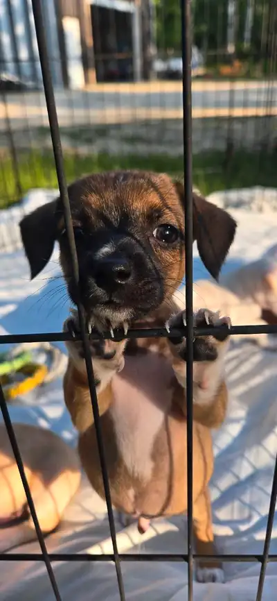 chihuahua puppies ready to go, View more