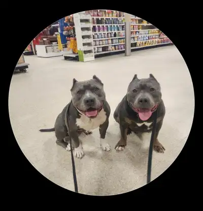 Looking for: Someone to clip nails for dogs, View more