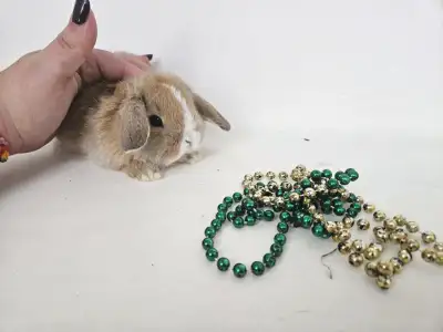 Bonjour, Nous avons des petits bébés lapins béliers hollandais pur race de disponibles à la réservat...