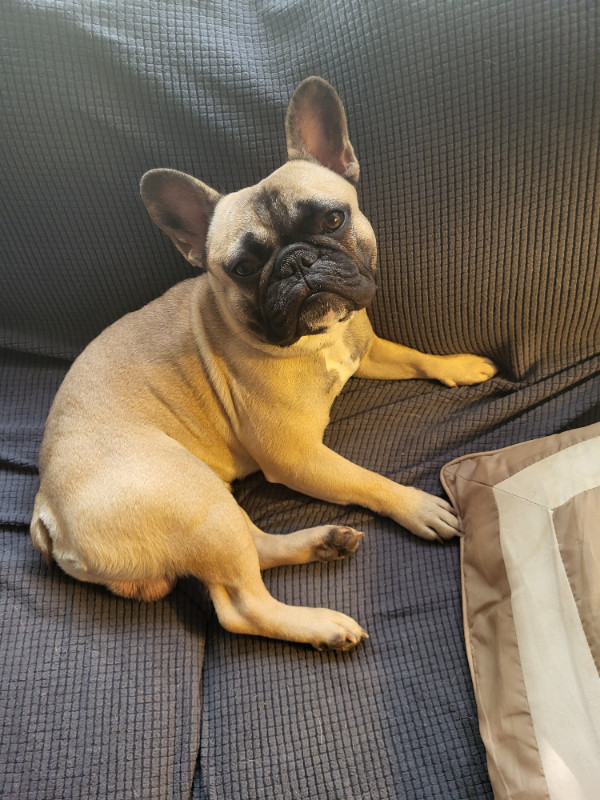French bulldog male in Dogs & Puppies for Rehoming in Stratford - Image 2