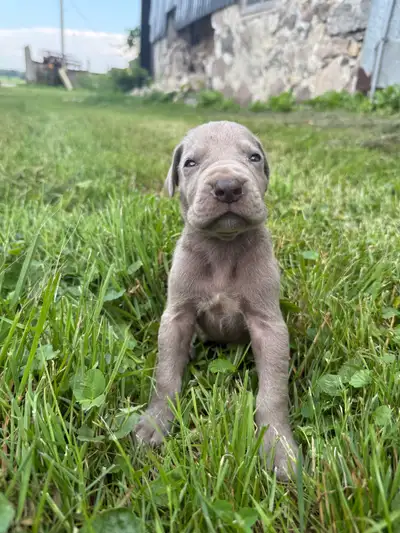 Purebred Great Dane puppies- 4 generations on site, View more