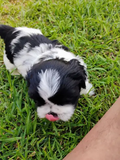 SOLD!!!!  PUREBRED MALE SHITZU PUP, LAST ONE, View more
