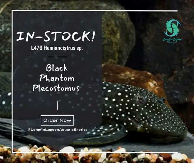 L476 Black Phantom Plecostomus in Fish for Rehoming in Kingston - Image 2