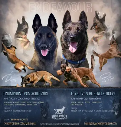 Four 12-week-old Purebred Belgian Malinois males are available. Will be registered shortly. If you'r...