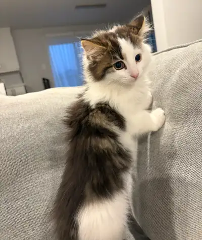 Chaton - kitten, View more