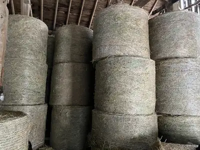 Round Bales Horse Quality, View more
