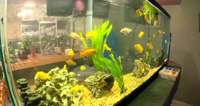 Mbuna African Cichlids for Sale, View more