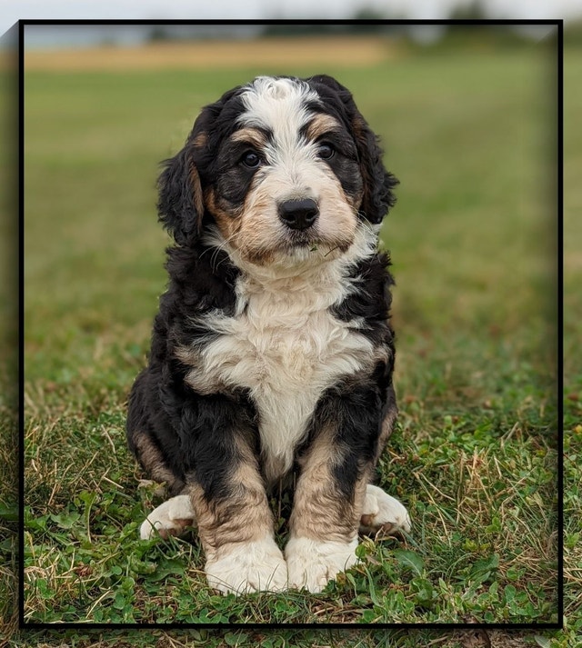 Lovely Bernedoodle puppies available Dogs & Puppies for Rehoming