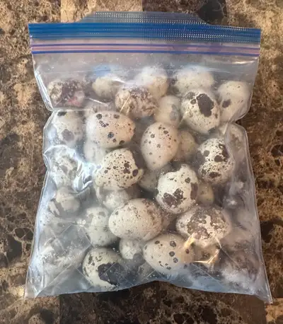 Frozen Quail Eggs $0.30 each or $3 per dozen Frozen Day Old Chicken Chicks $1.50 each Frozen Quail X...