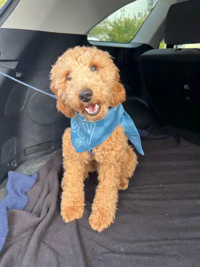 puppy 8 months, View more