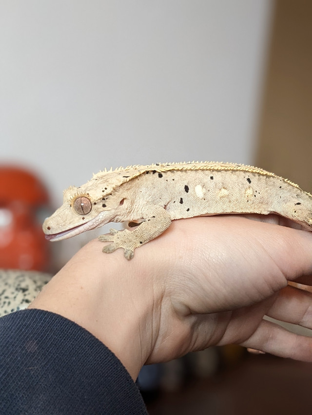 Crested Gecko female in Reptiles & Amphibians for Rehoming in North Bay - Image 2
