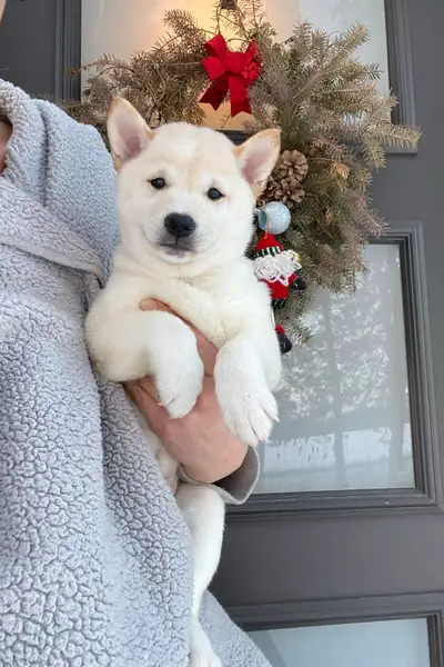 Chiots Shiba Inu puppies!! Pure race!! Micro pucé, View more