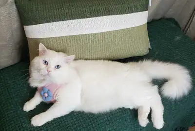 Maincoon/Ragdoll male kitten , View more