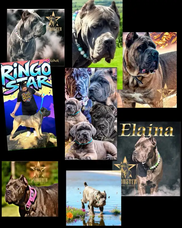 Cane Corso pups!Champion Imported Bloodlines!! 3 females left! in Dogs & Puppies for Rehoming in City of Toronto - Image 7