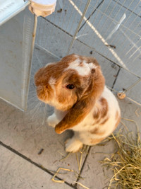 1 YEAR OLD SPOTTY, WHITE HOLLAND LOP