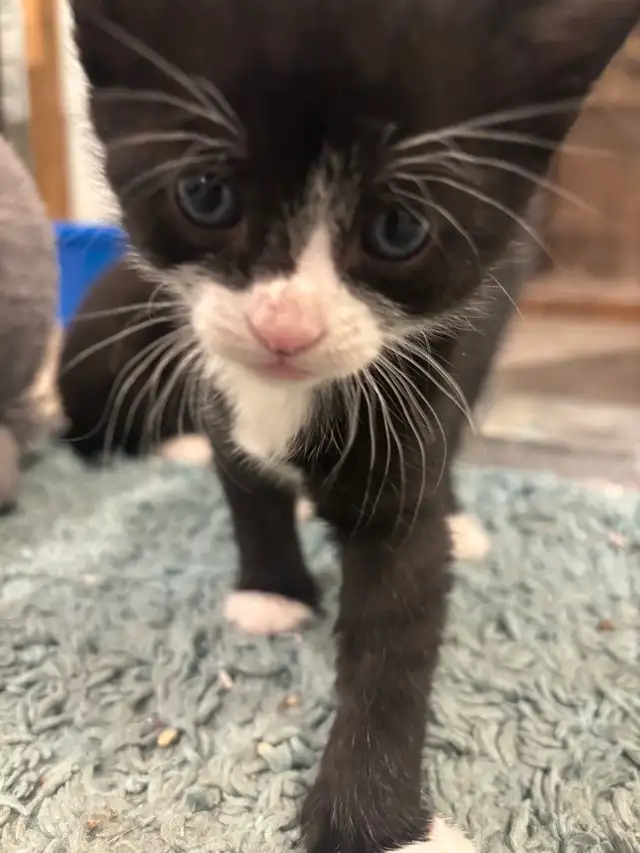 Litter of 5 Kittens in Cats & Kittens for Rehoming in Moncton - Image 4