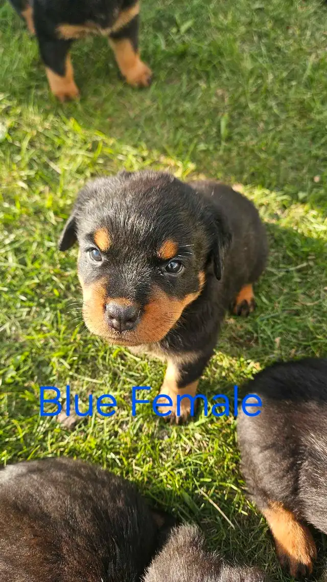 Registered German Rottwelier Puppies in Dogs & Puppies for Rehoming in Edmonton - Image 3