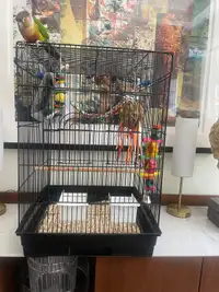 Super adorable Yellow sided Conure with nice cage and supplies! 
