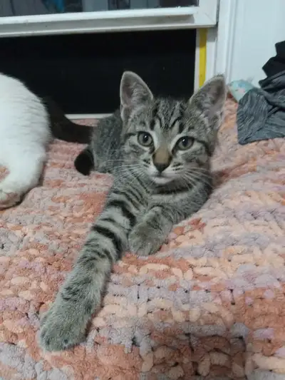 kitten for rehoming, View more