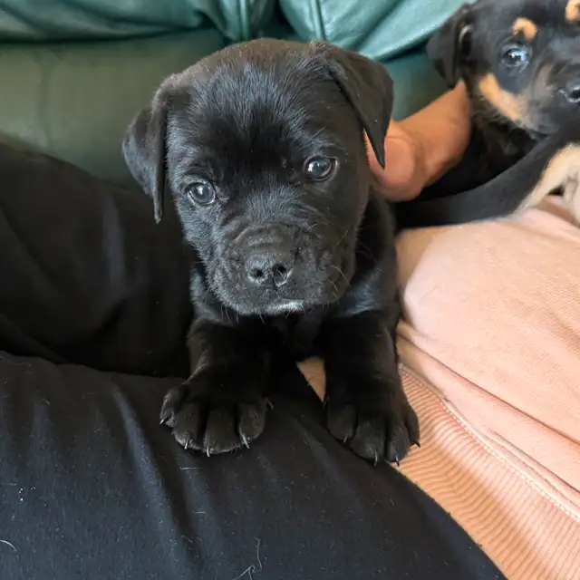 English bull dogs in Dogs & Puppies for Rehoming in Edmonton - Image 9