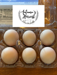 Silkie Hatching Eggs