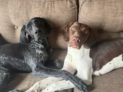 2 super sweet 10 month old German Shorthair Pointers for sale, View more
