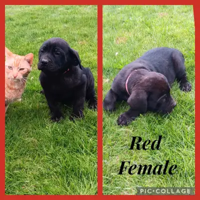 Cane corso puppy's 3 Females left READY NOW