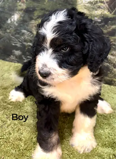 Standard Bernedoodle Puppies-Heslth Guarantee-Ready, View more