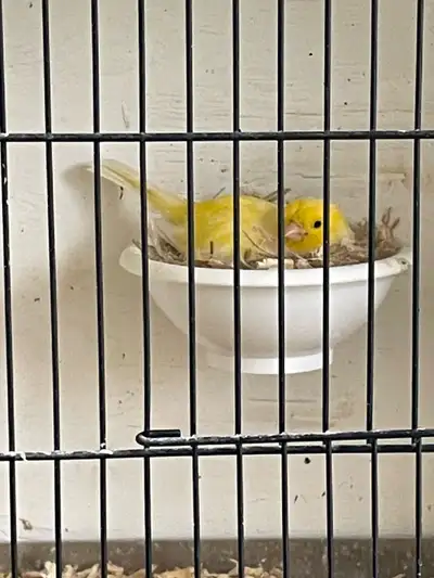 border canaries for breeding , View more