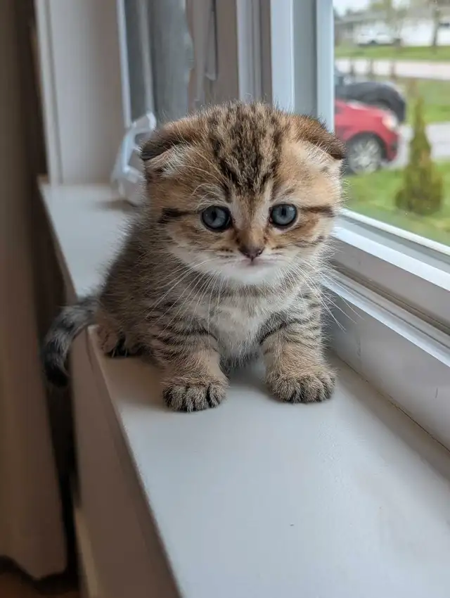 Scottish fold X British Shorthair Kittens in Cats & Kittens for Rehoming in Moncton - Image 4