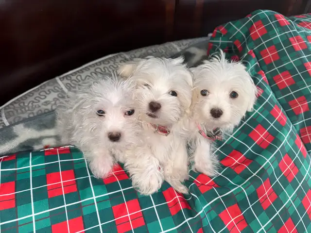 Morkie Puppies in Dogs & Puppies for Rehoming in Ottawa - Image 8