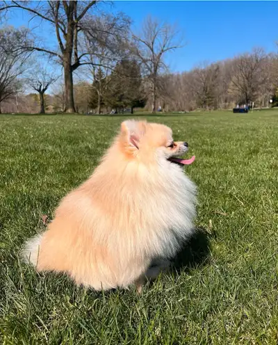 Beautiful Pomeranian boy, View more
