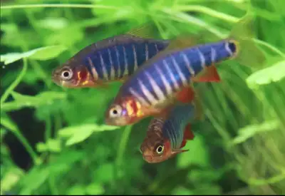 Peaceful Nano Community Fish Bred in my tanks Loves Kitchener’s Hard Water All pics are my fish Does...