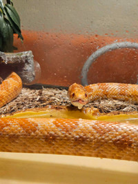 4-5 year old corn snake for rehoming