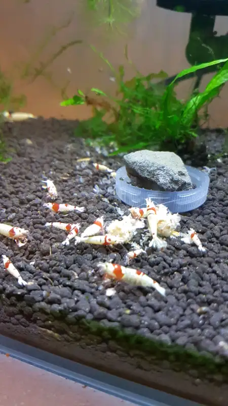 Red Crystal shrimps in Fish for Rehoming in Markham / York Region - Image 4