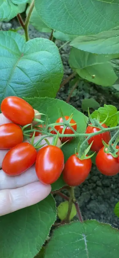 last chance tomatoes, View more