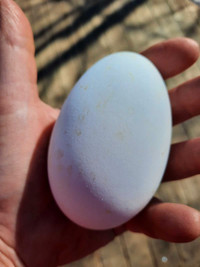 Goose eggs for hatching for sale