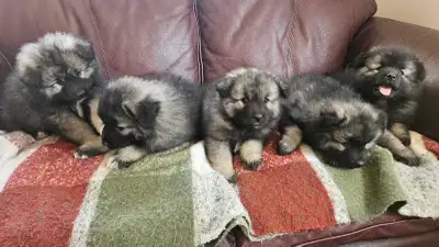 keeshond puppies ready for their new homes, View more