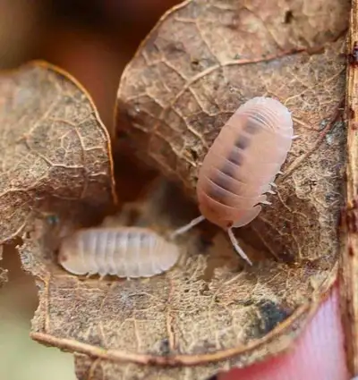 Papaya Isopods, View more