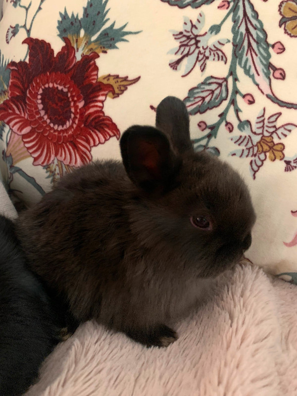 6 week old netherland dwarf x holland lop babies in Small Animals for Rehoming in Delta/Surrey/Langley