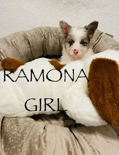 Please contact me at 705-707-1134 Marian. Yulina Blue Merle Valeria Blue Merle Rubi White Blue Merle...