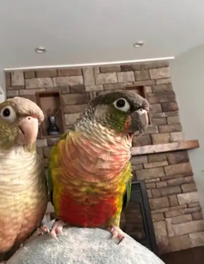 Hi there! I am selling my two conures who are roughly 2 years old. Meet nemo the tamed female conure...