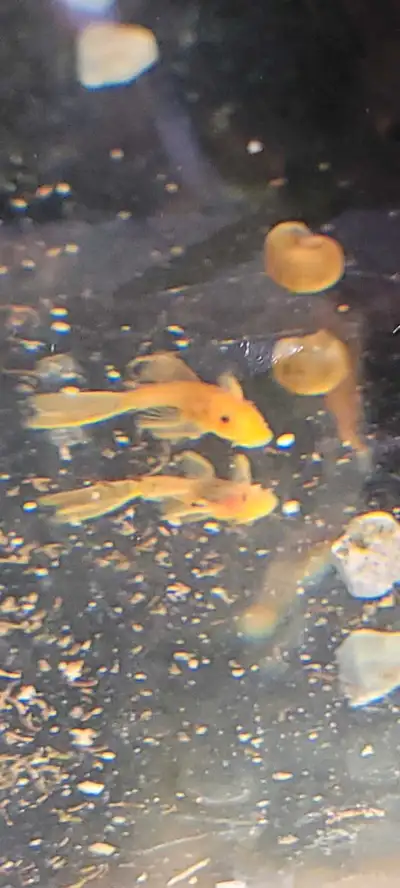 Superred longfin juvenile plecos, View more