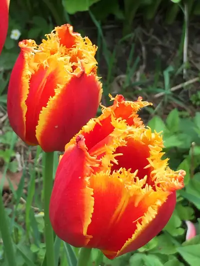 Tulip's bulbs,  peony bushes or white  irises. Tiger lily seads., View more