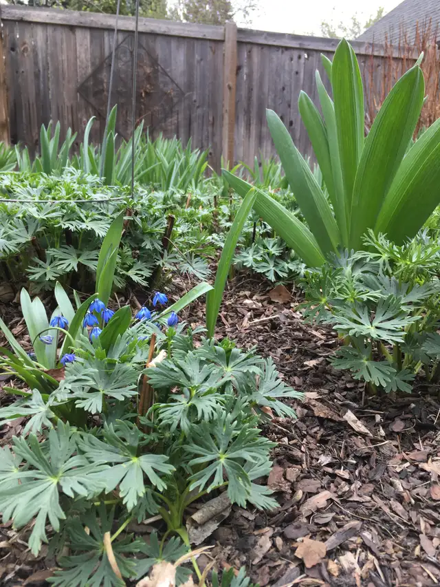 Premium Gardening Services! Edmonton Area- Weeding, Pruning ect.462338046359644163