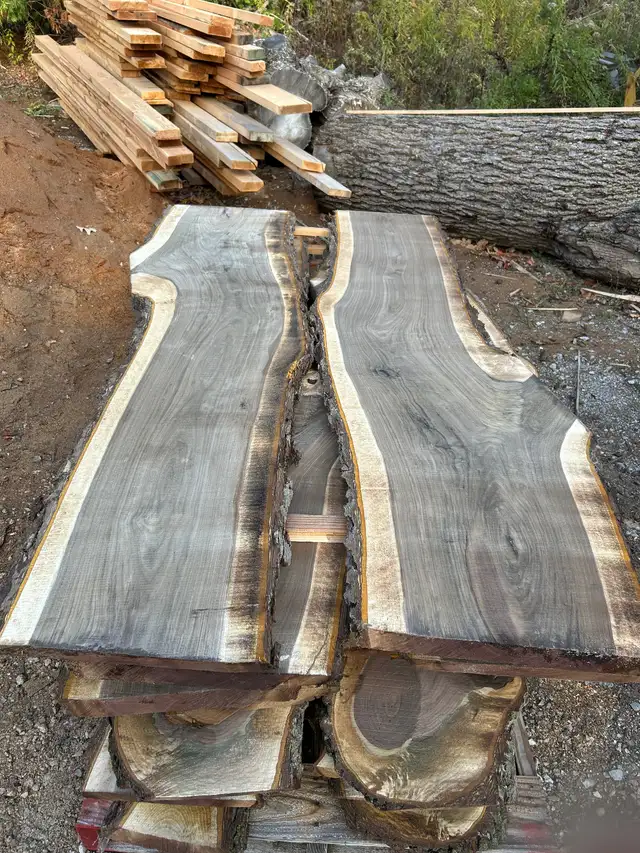 Black walnut in Other in Oakville / Halton Region - Image 3