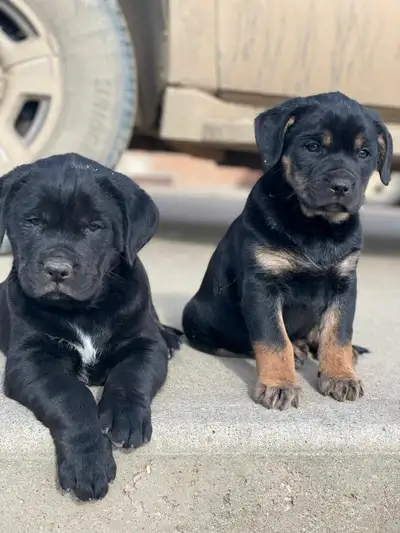 3 left. Will have all the shots and ready to go to their new home. The mother and father are on site...