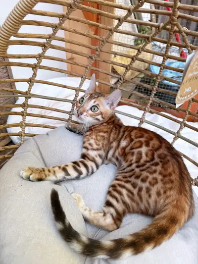     Top-quality TICA registered Bengal kitten, View more
