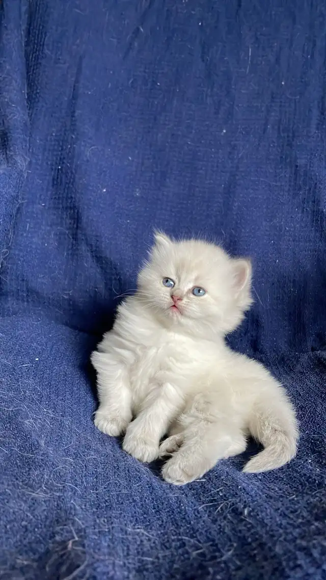 Blue eyes Neva Masquerade kittens in Cats & Kittens for Rehoming in City of Montréal - Image 11