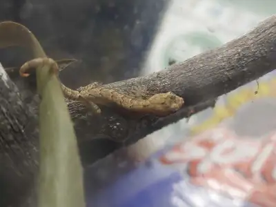 Mourning Gecko For Sale $25, View more